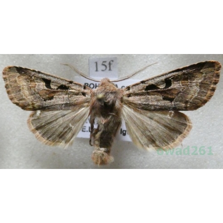 Orthosia gothica (Linnaeus, 1758) Piętnówka wiciokrzewka Czech15f